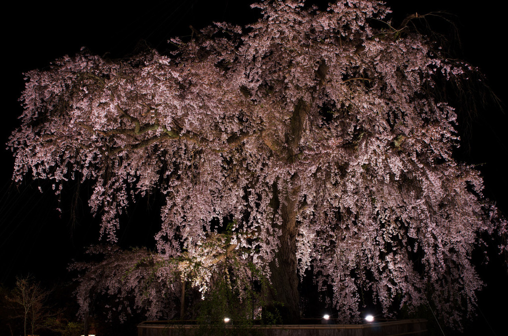 京の枝垂れる夜桜