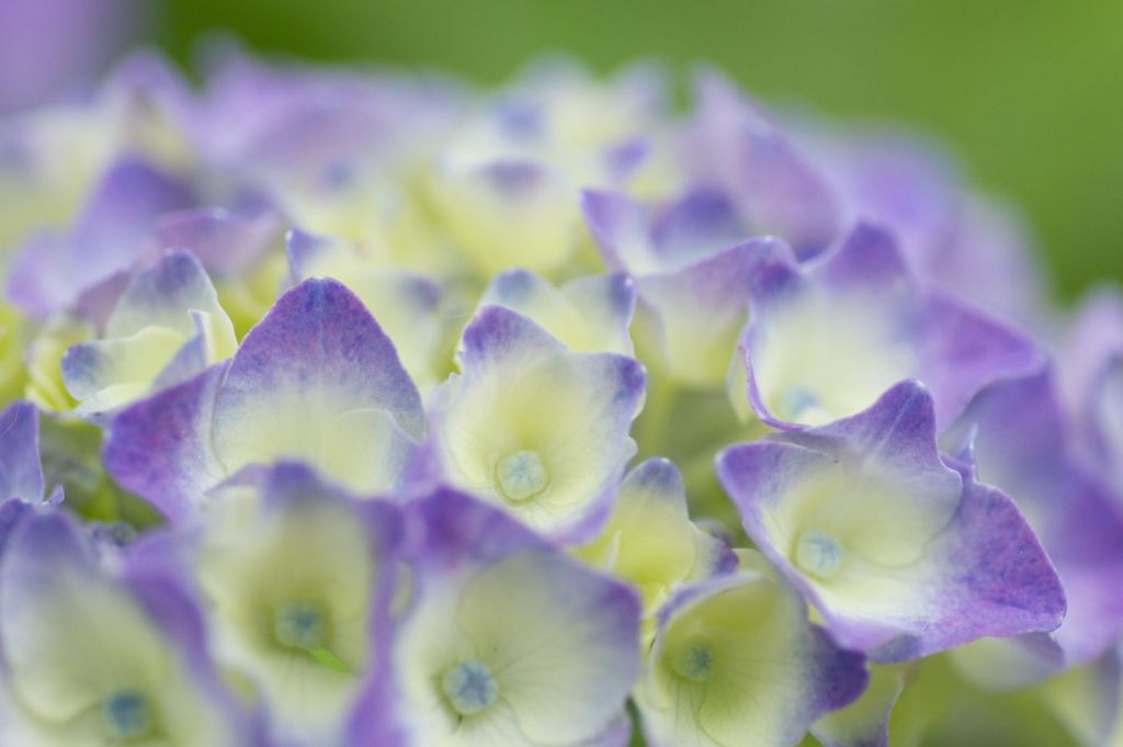 ふわっと紫陽花