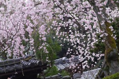 枝垂れ桜
