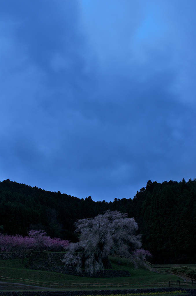 夜明けの雨空に佇む又兵衛桜