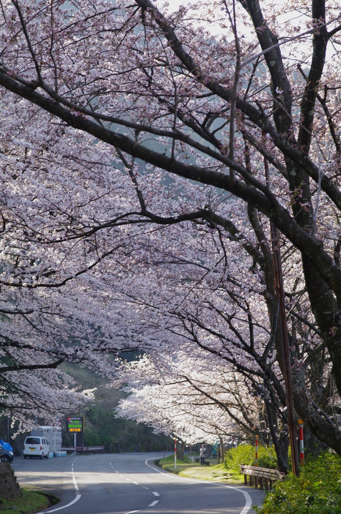 海津大崎桜のトンネル