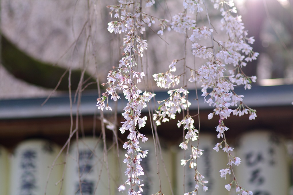 枝垂れ桜２