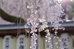 枝垂れ桜２