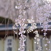 枝垂れ桜２