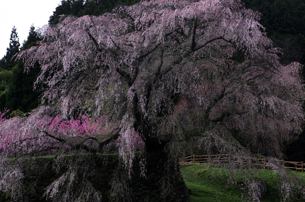 雨の又兵衛桜