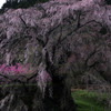 雨の又兵衛桜