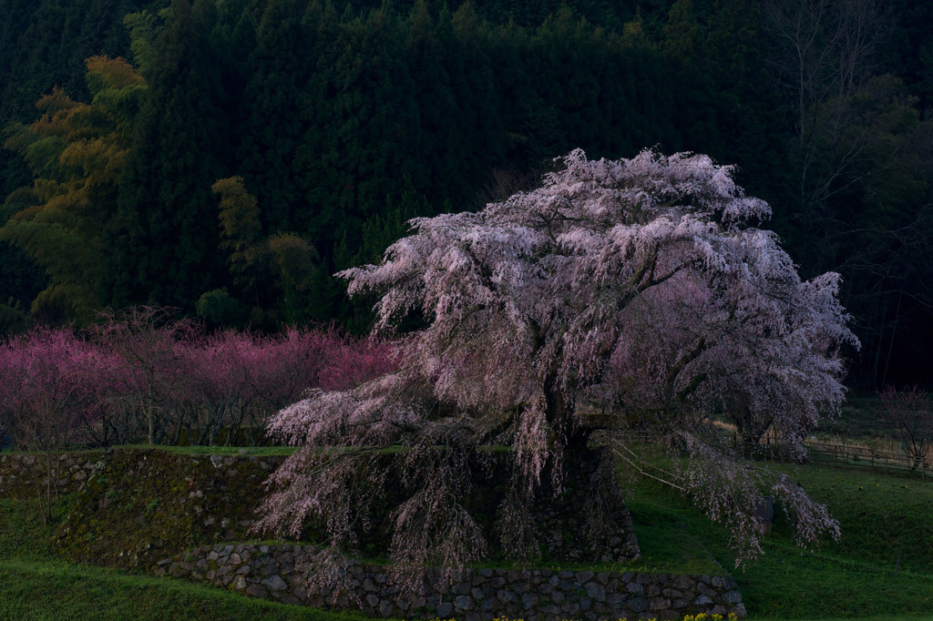 又兵衛桜の朝