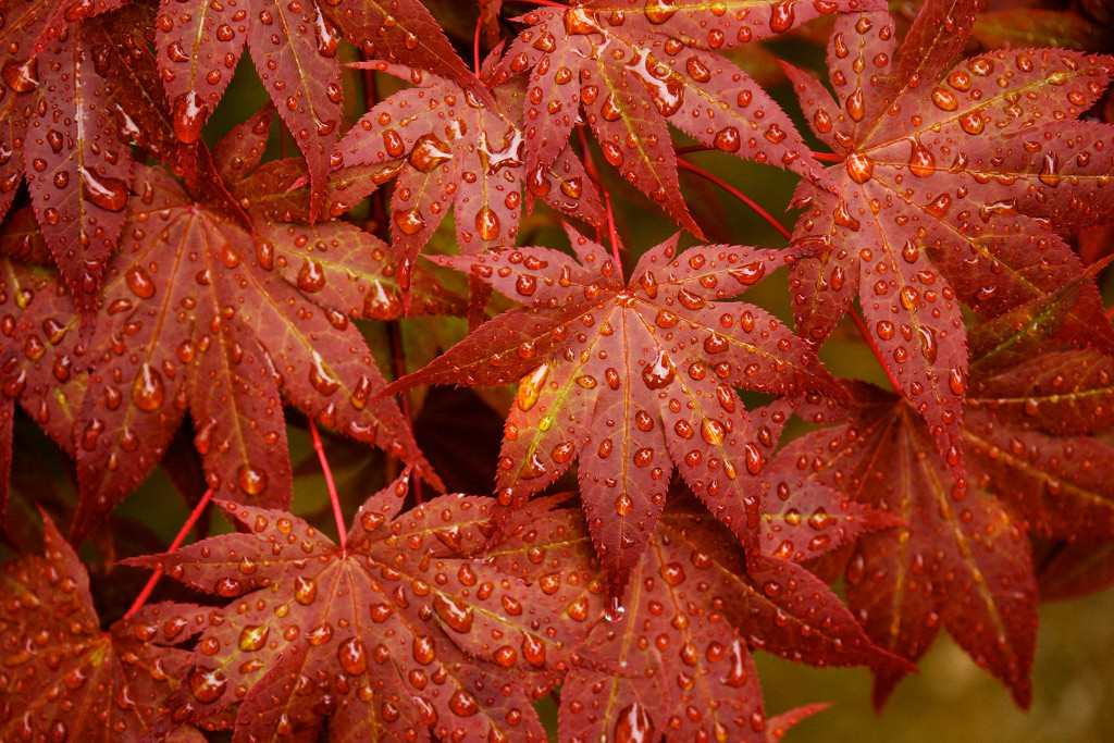 秋のような梅雨