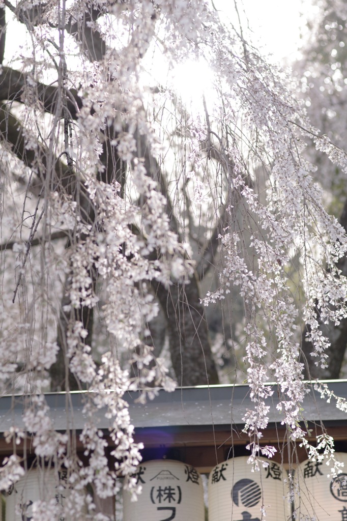 ほのかに桜