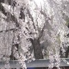 ほのかに桜