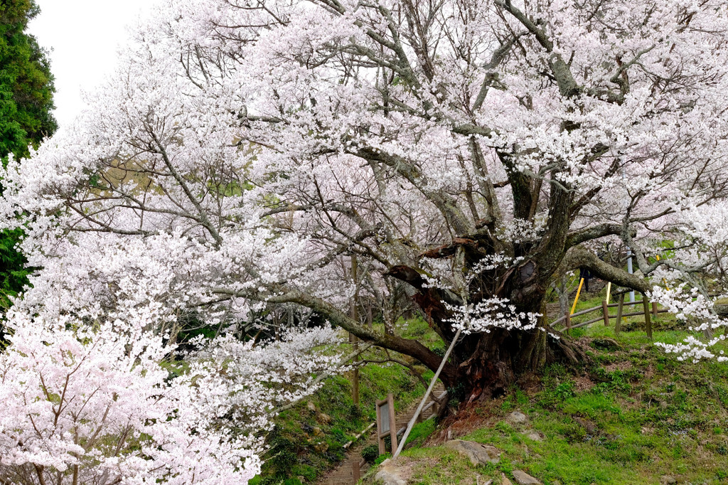 佛隆寺千年桜