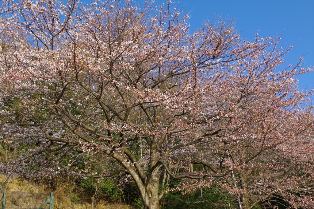 海津大崎の桜