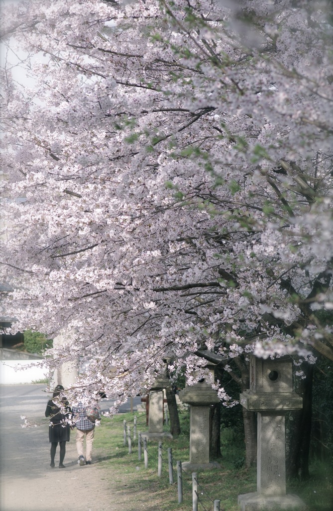 桜きれいだったね２