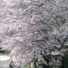 桜きれいだったね２