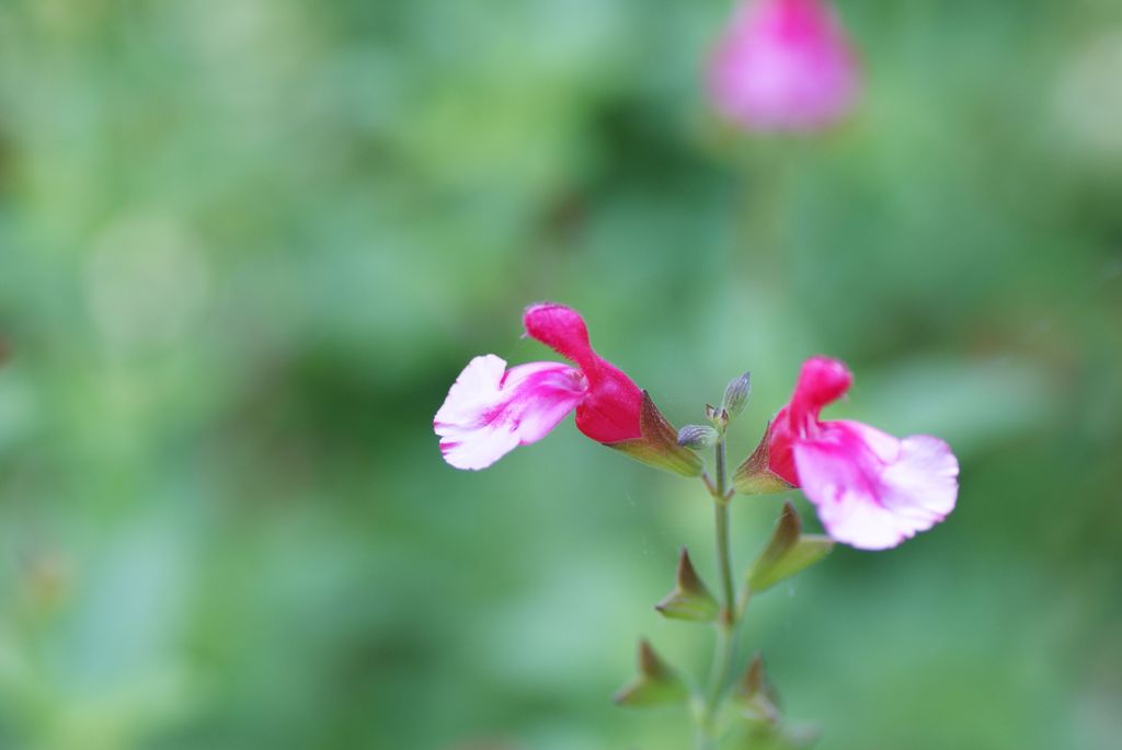 素朴に咲く花