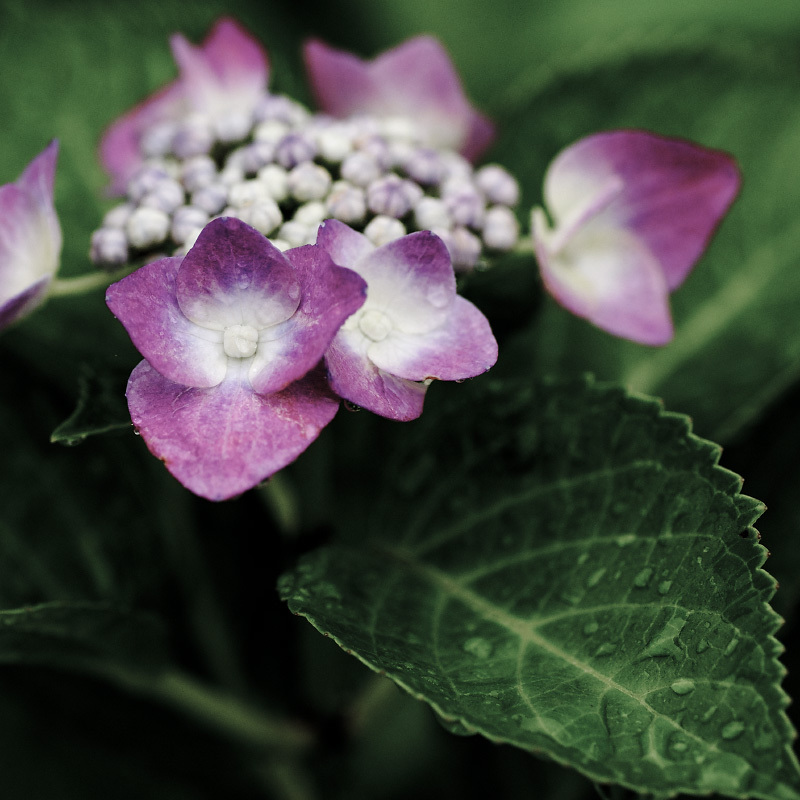 京都色の紫陽花