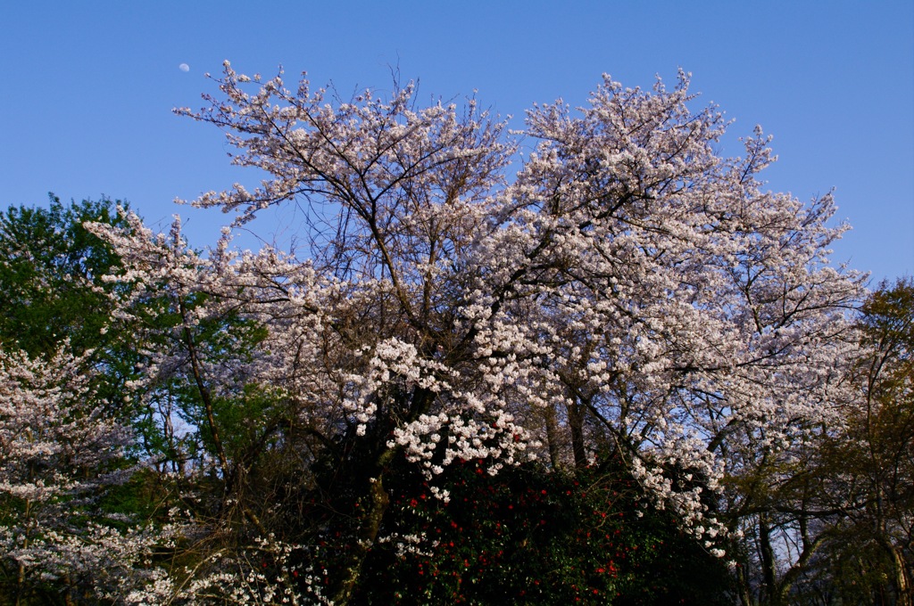 桜とオマケの月