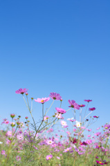 青空と秋桜