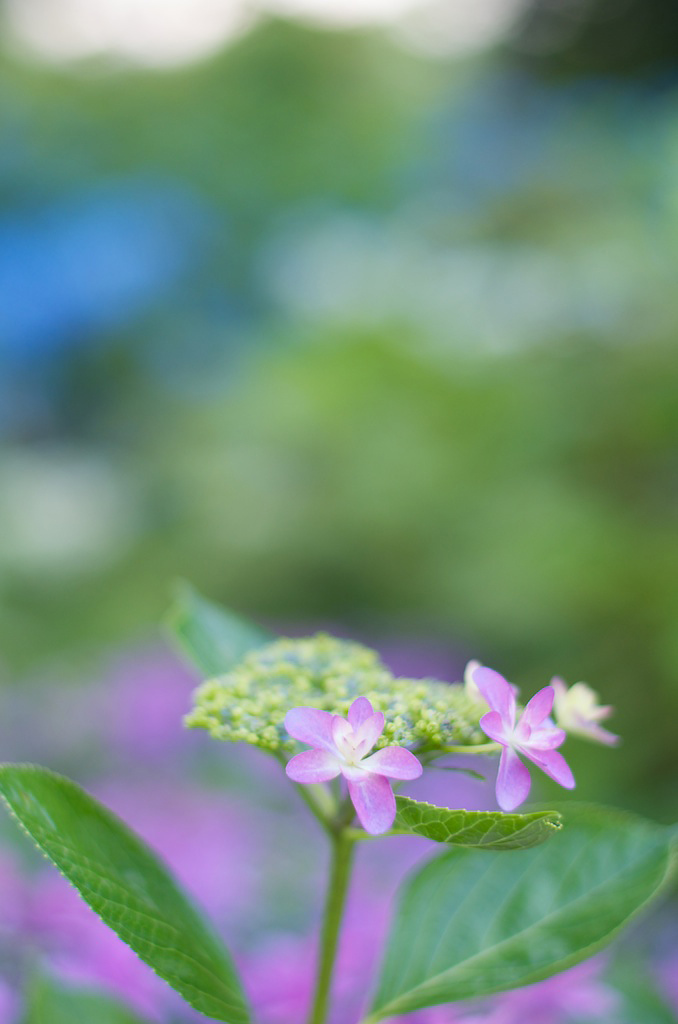 紫陽花の若い頃