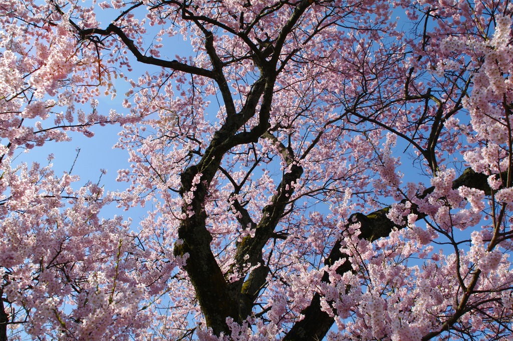 清水の桜