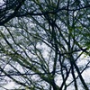 見上げてみた