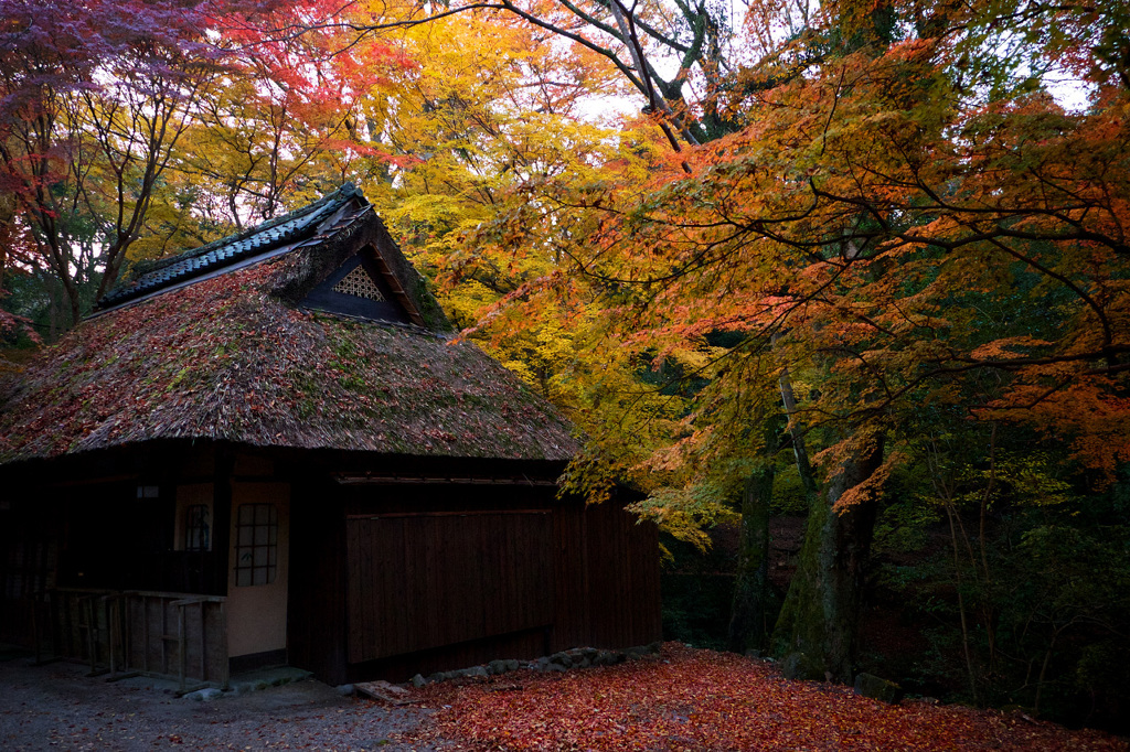 晩秋の紅葉