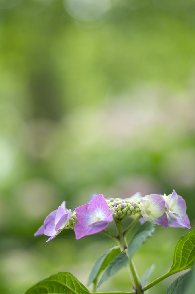 これも紫陽花