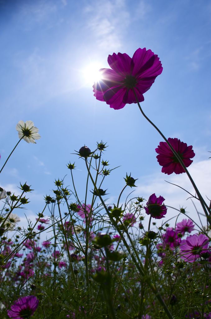 キラリ秋桜