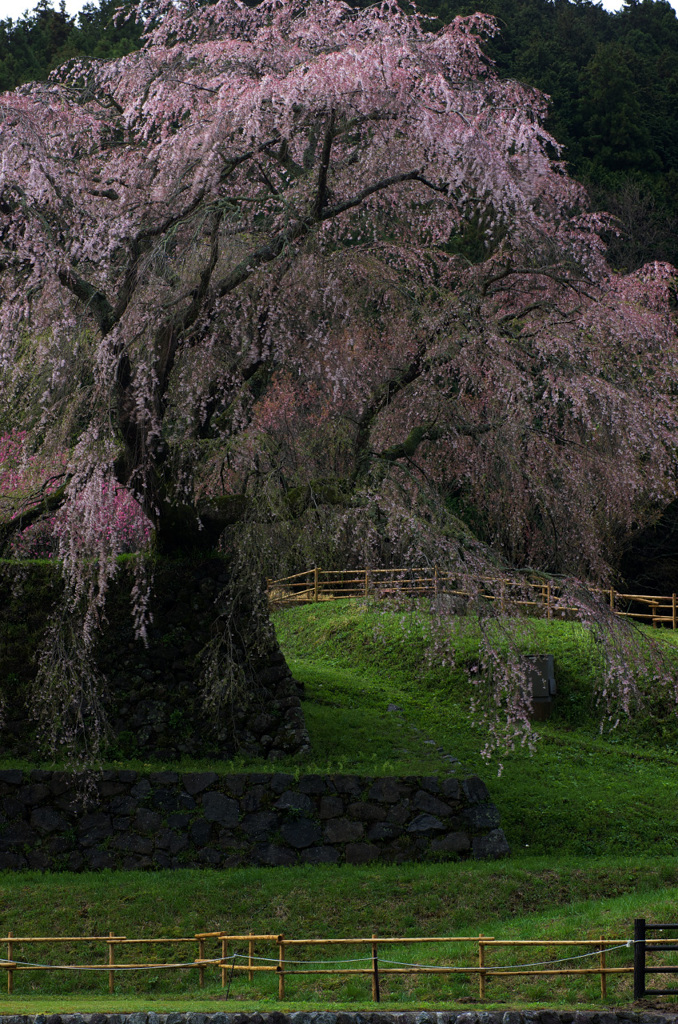 本郷の瀧桜の朝