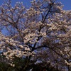 青と桜