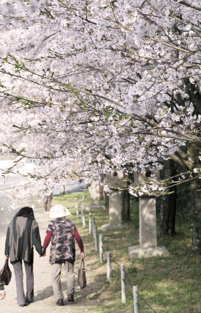 桜きれいだったね１