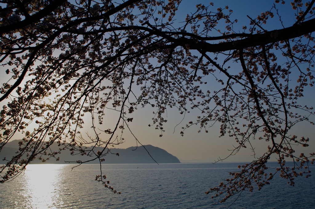 海津大崎さくら