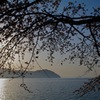 海津大崎さくら