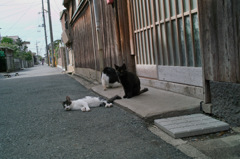 町猫