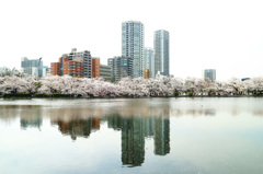 Sakura,Tokyo･･･。