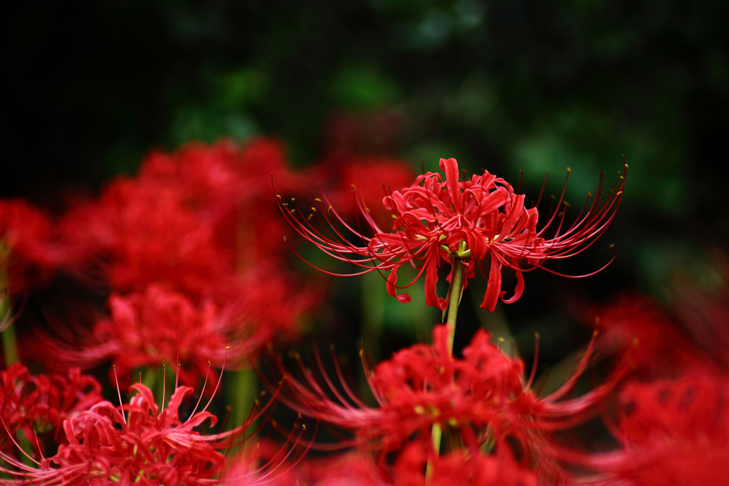 紅・紅・紅