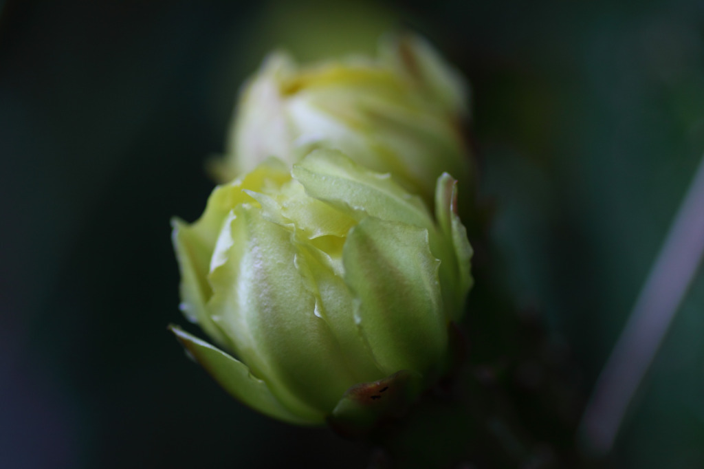 梅雨に見た花