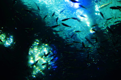 Aquarium･･･。