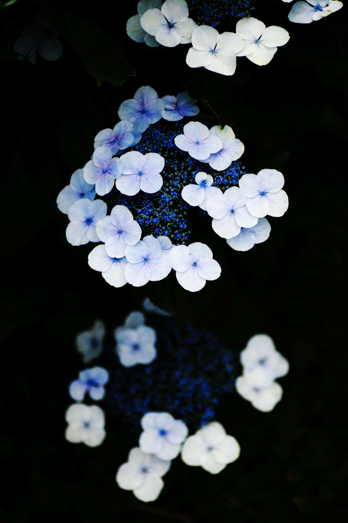 Blue Heaven･･･。