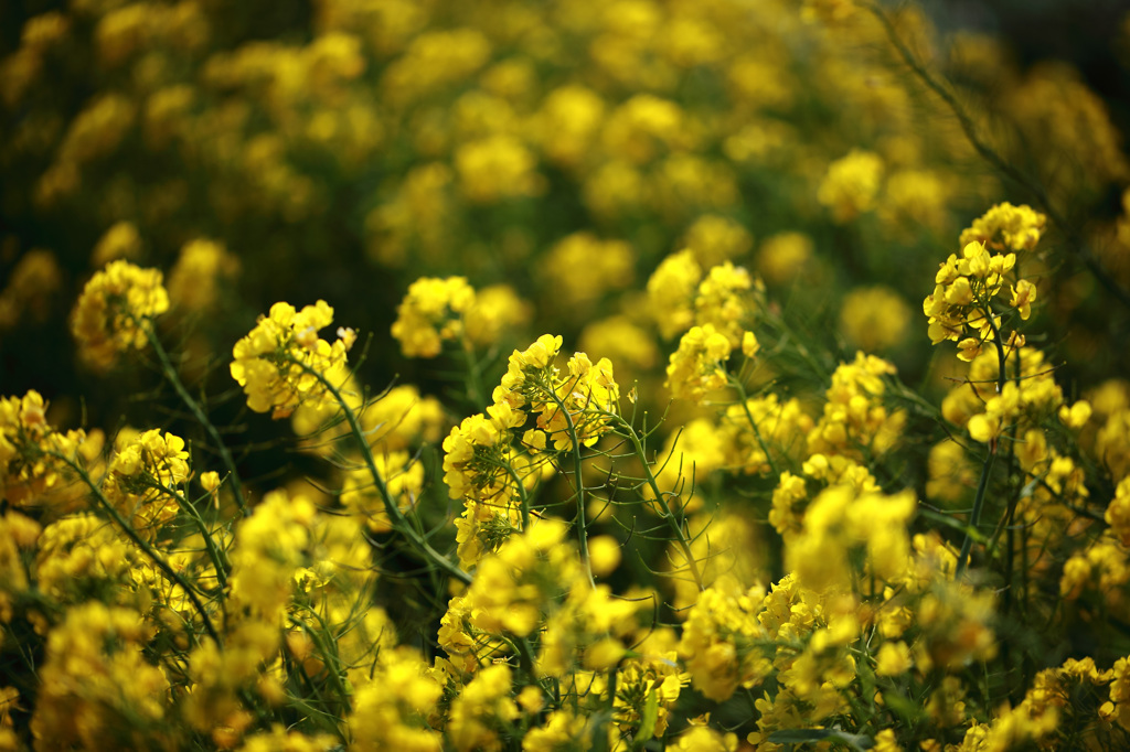 春、spring･･･。