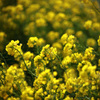春、spring･･･。
