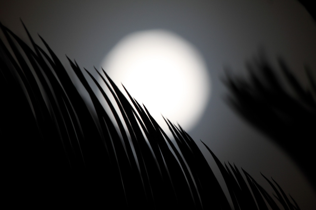 月夜に･･･。