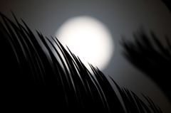 月夜に･･･。