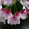 桜_2014･･･。
