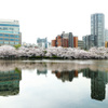 Sakura,2016･･･。