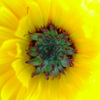 ミドリの太陽･･･。