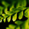 Dark green