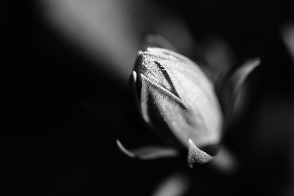 蕾