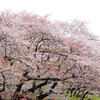 Sakura,Sakura･･･。