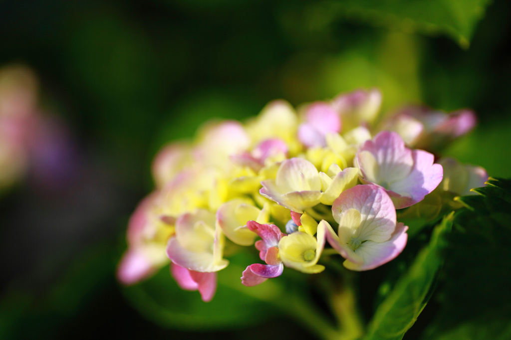 梅雨の花･･･。